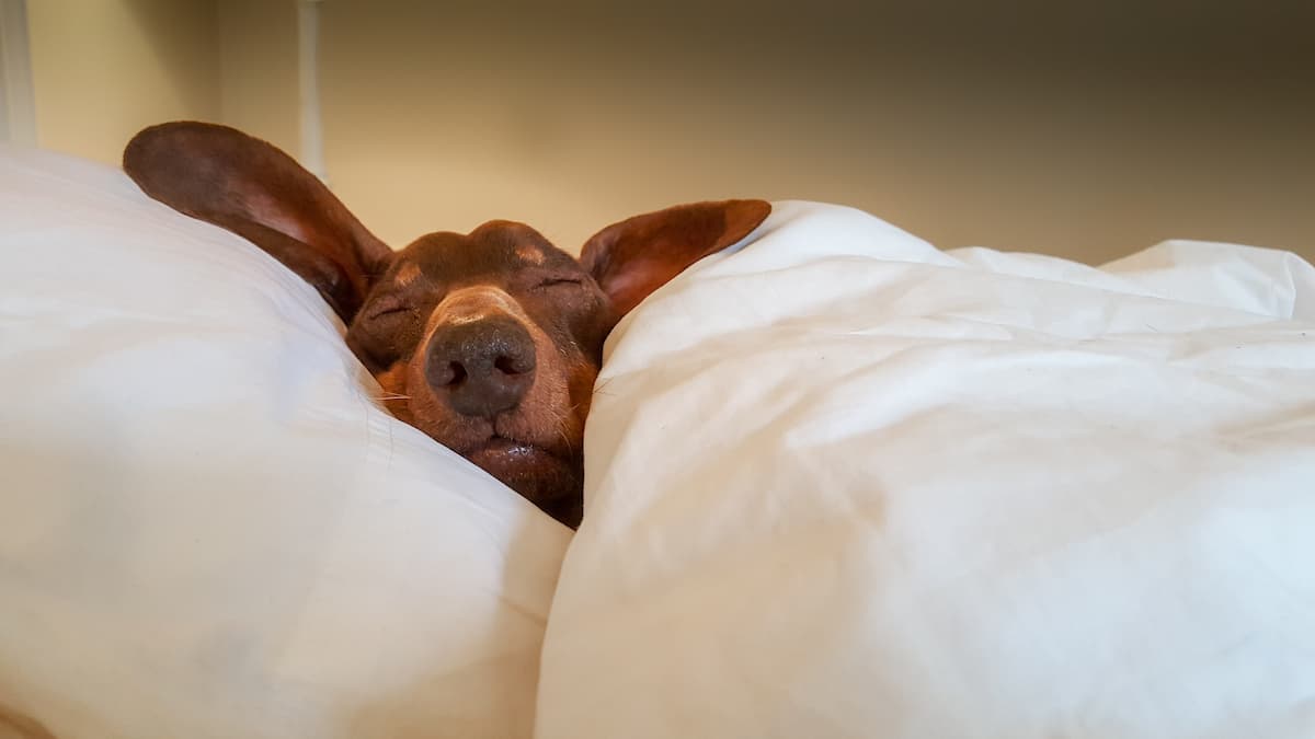 Quels sont les équipements dont vous avez besoin pour un lit confortable ?